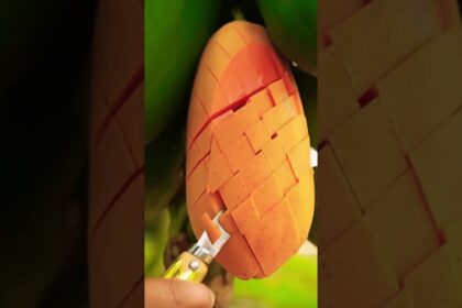 papaya