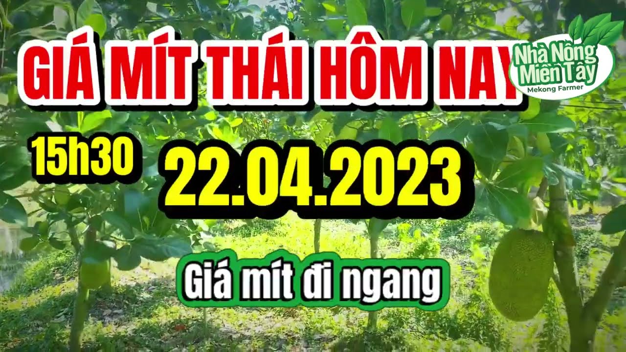 Thai jackfruit prices today