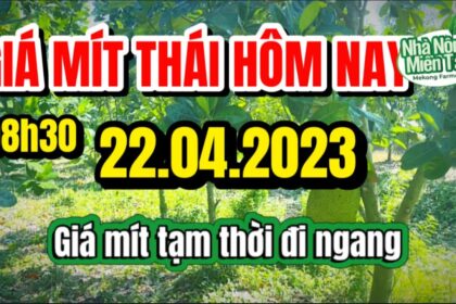 Thai jackfruit prices today