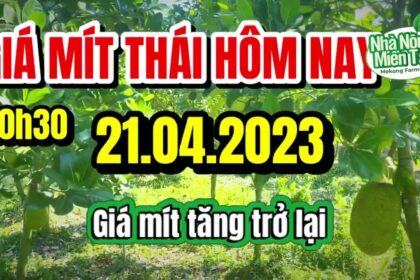 Thai jackfruit prices today