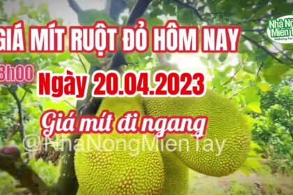 red-fleshed jackfruit prices