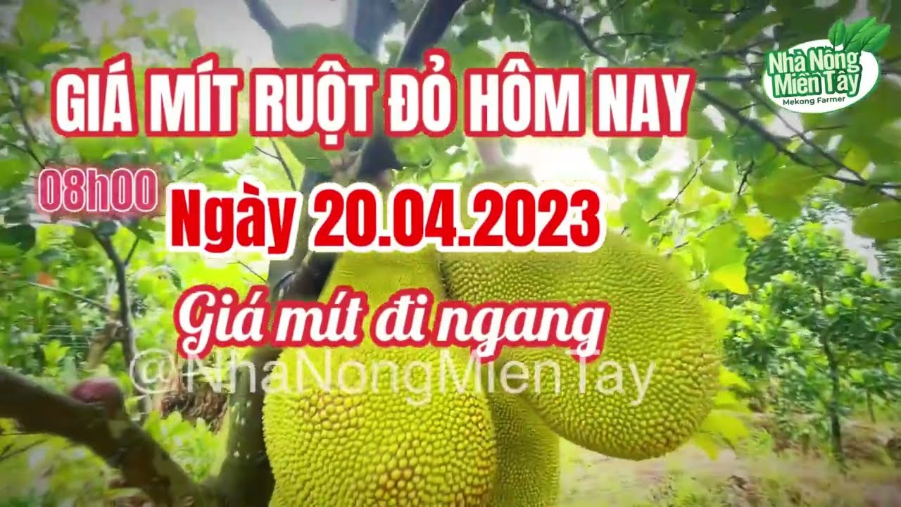 red-fleshed jackfruit prices