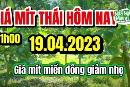 Thai jackfruit prices today