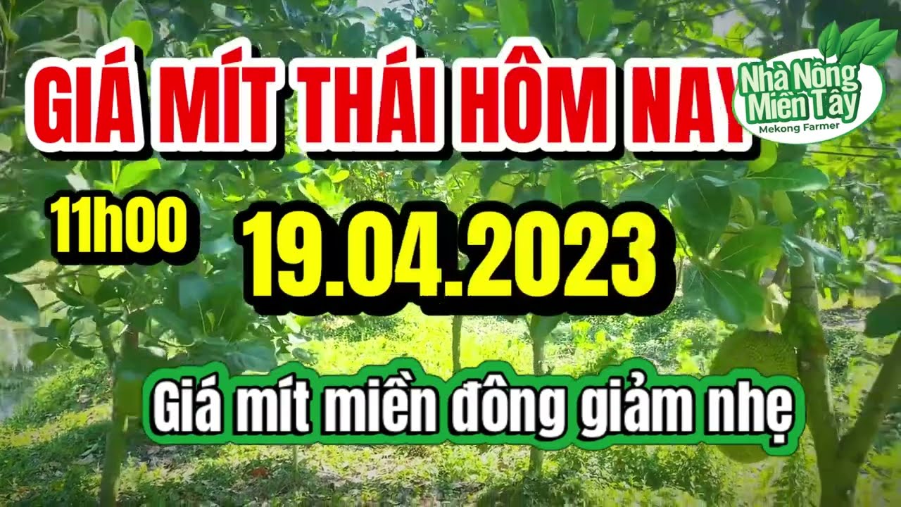 Thai jackfruit prices today