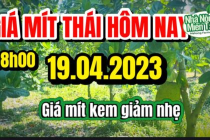 Thai jackfruit prices today