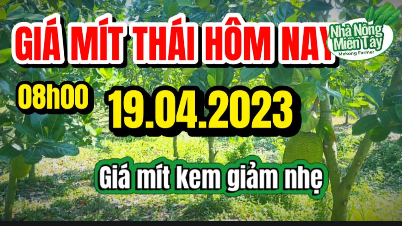 Thai jackfruit prices today