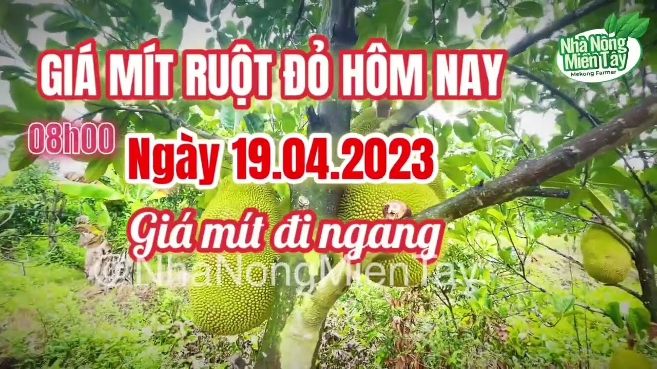 red-fleshed jackfruit prices