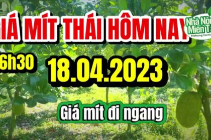 Thai jackfruit prices today