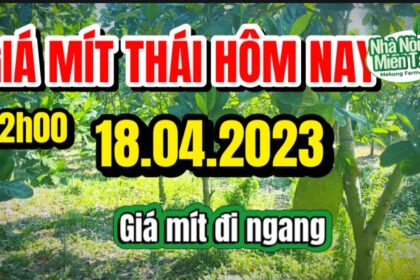 Thai jackfruit prices today