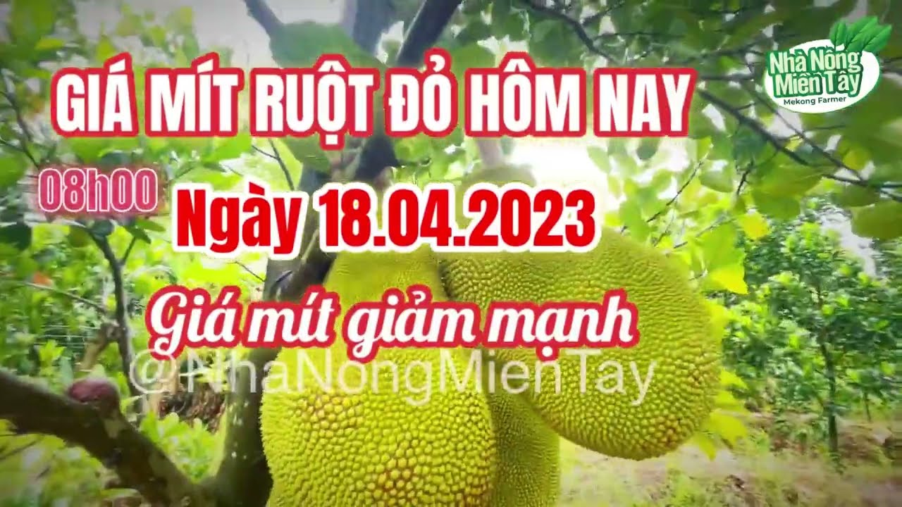 red-fleshed jackfruit prices