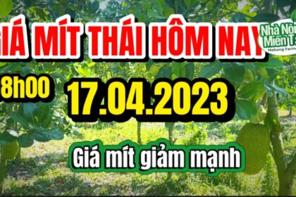 Thai jackfruit prices today