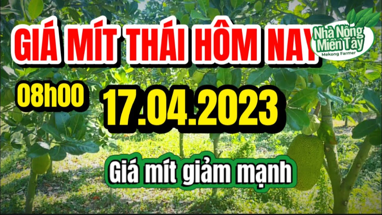 Thai jackfruit prices today