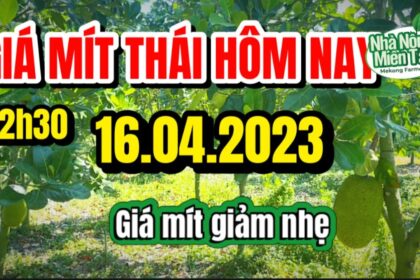 Thai jackfruit prices today