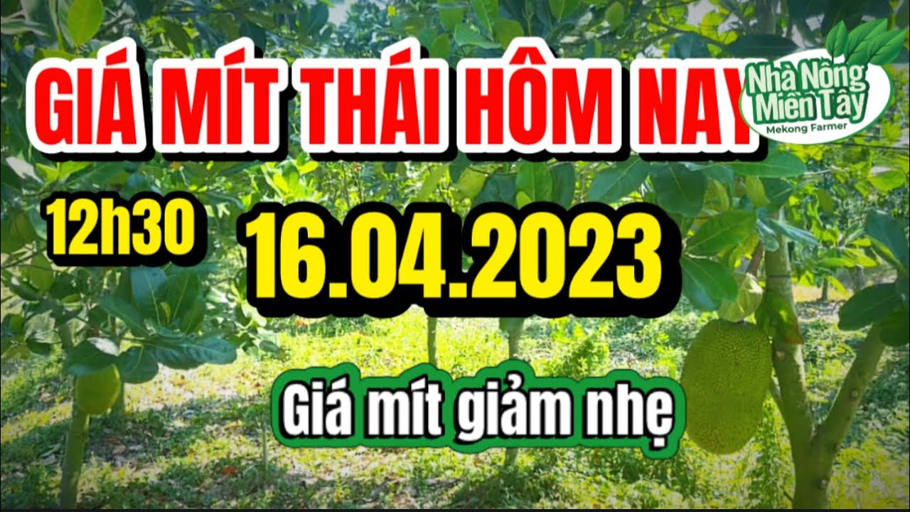 Thai jackfruit prices today