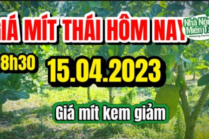 Thai jackfruit prices today