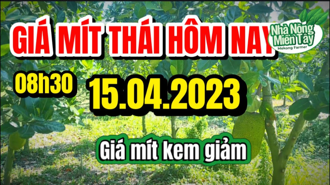 Thai jackfruit prices today
