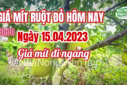 red-fleshed jackfruit prices