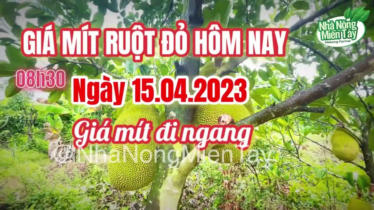 red-fleshed jackfruit prices
