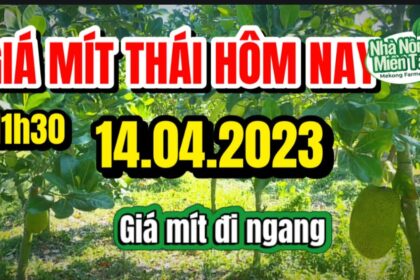 Thai jackfruit prices today