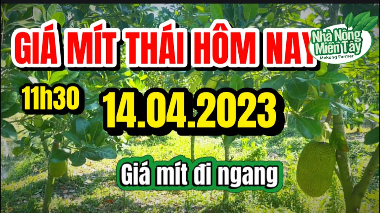 Thai jackfruit prices today