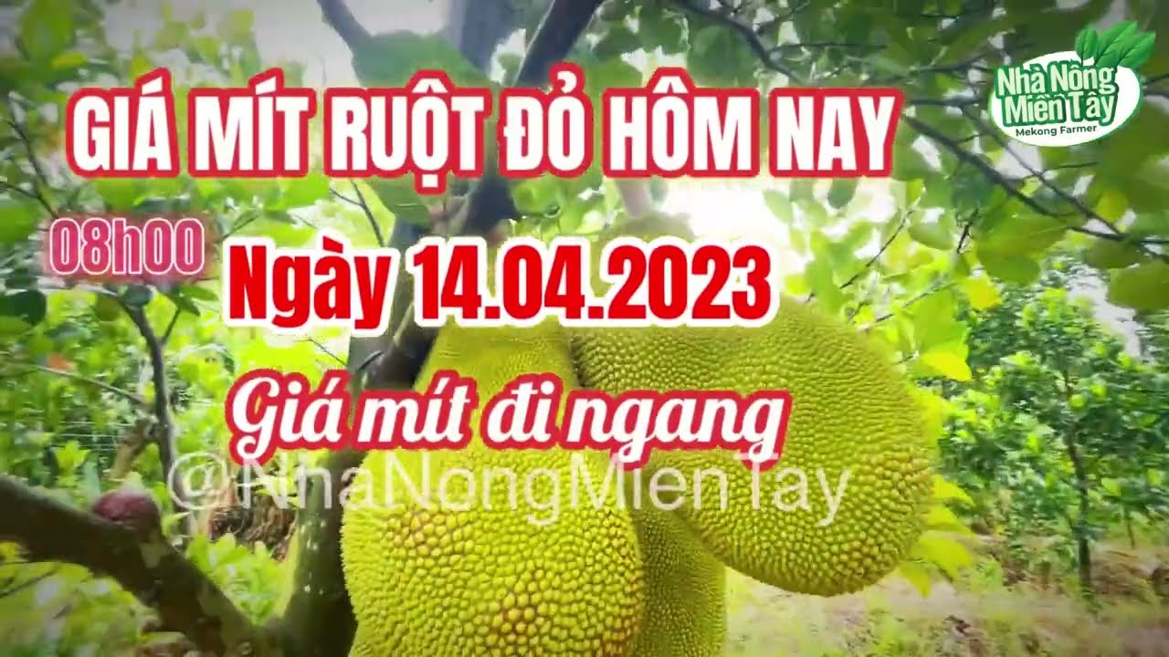 red-fleshed jackfruit prices