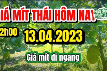 Thai jackfruit prices today