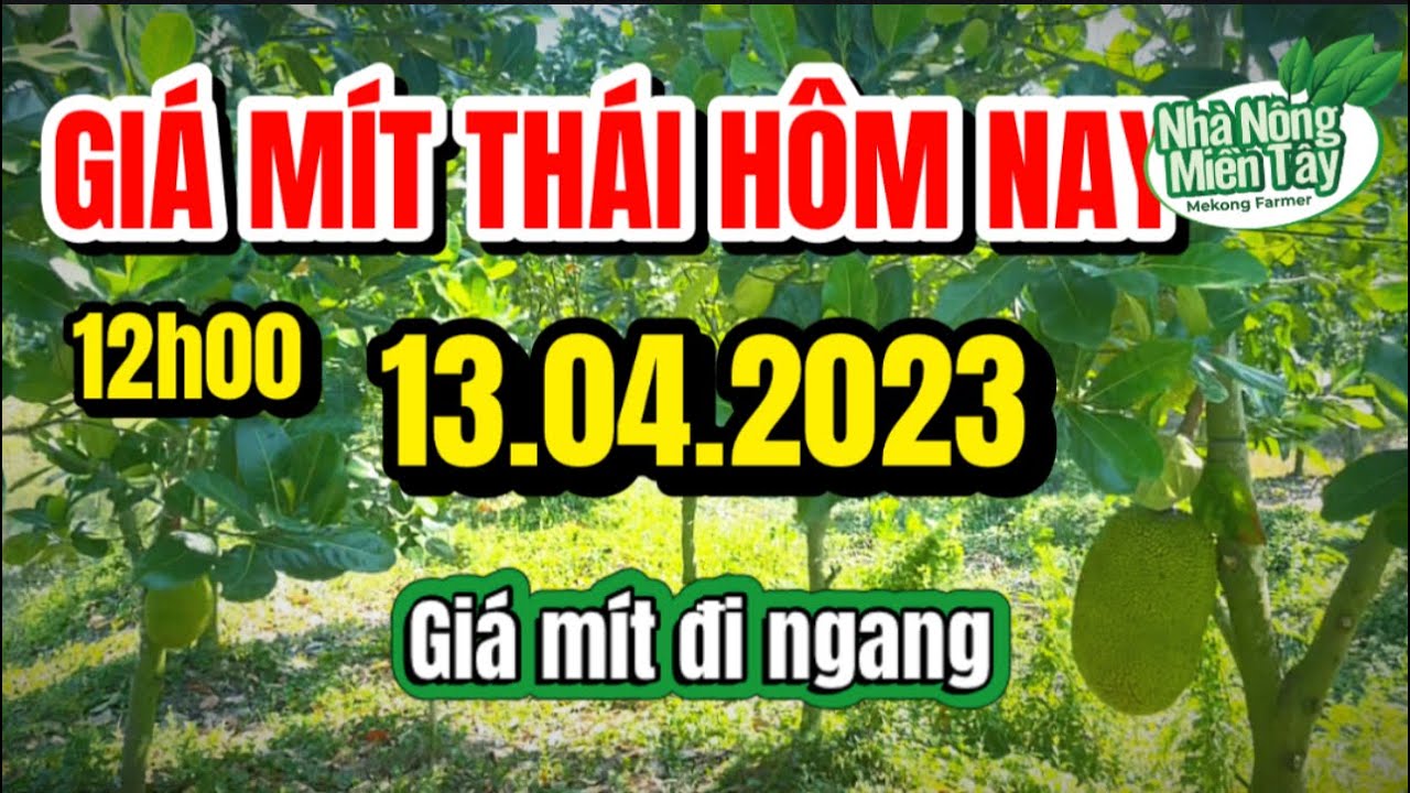 Thai jackfruit prices today