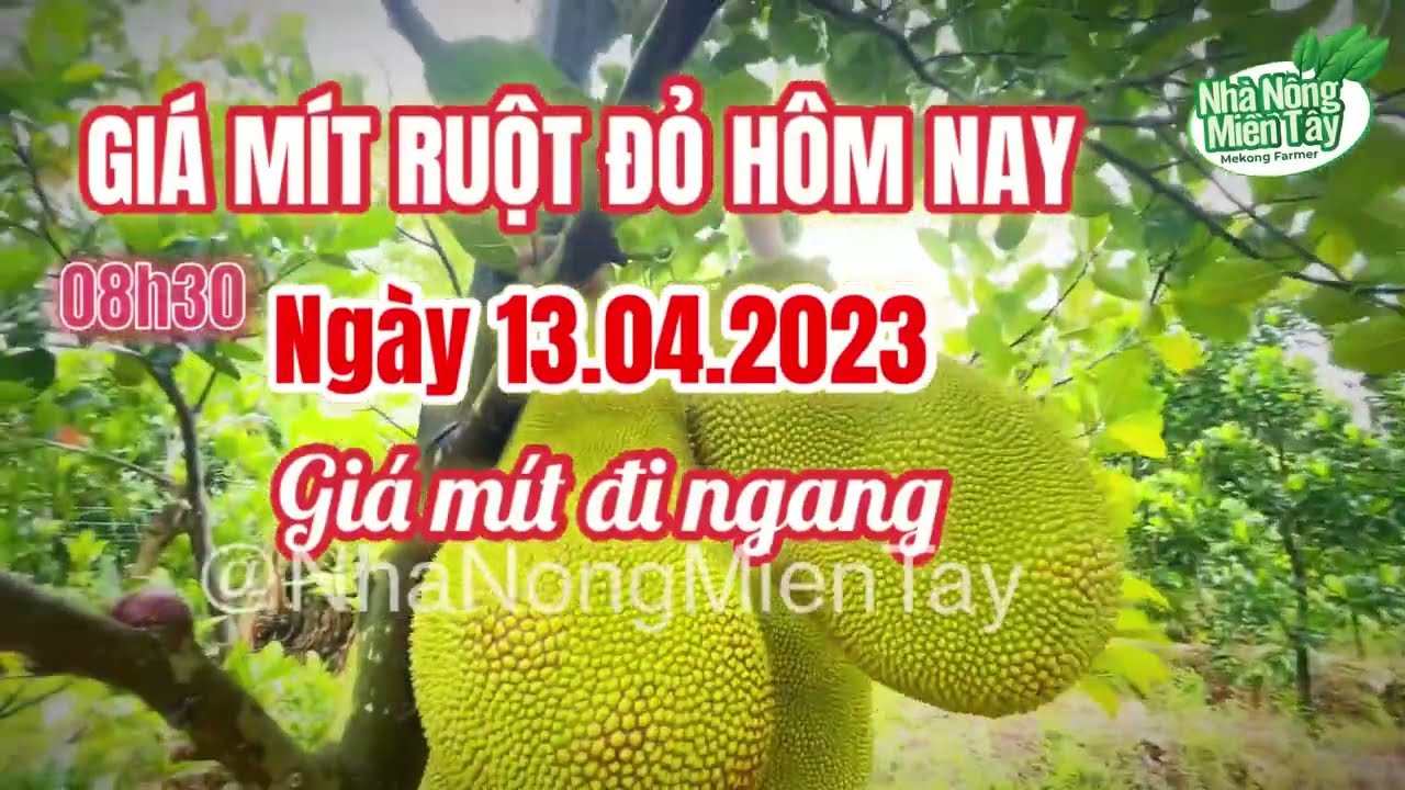 red-fleshed jackfruit prices