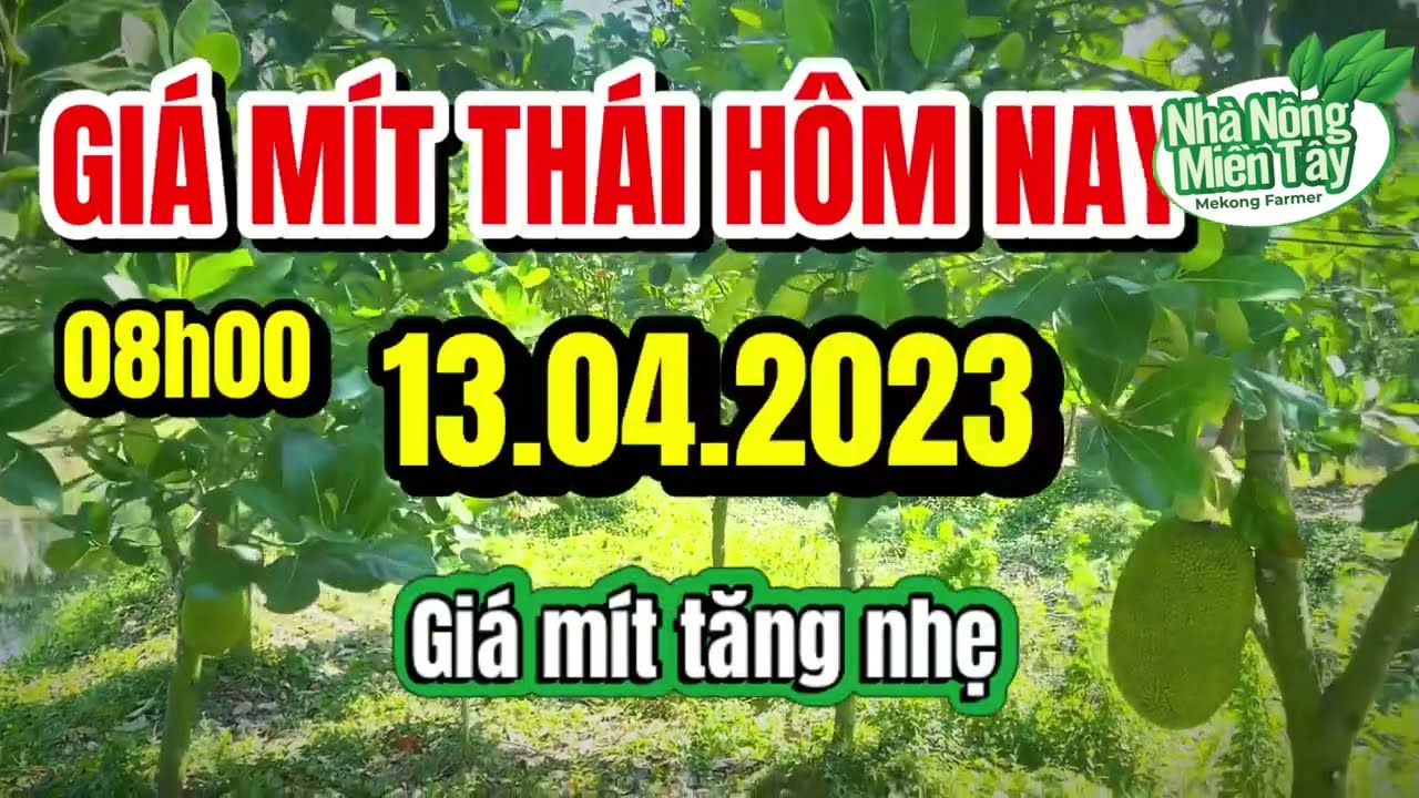 Thai jackfruit prices today
