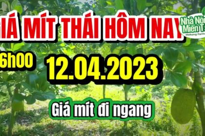 Thai jackfruit prices today