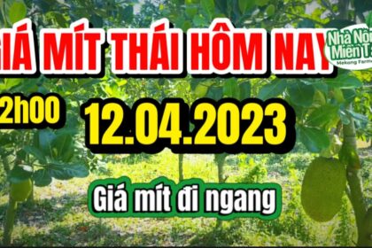 Thai jackfruit prices today