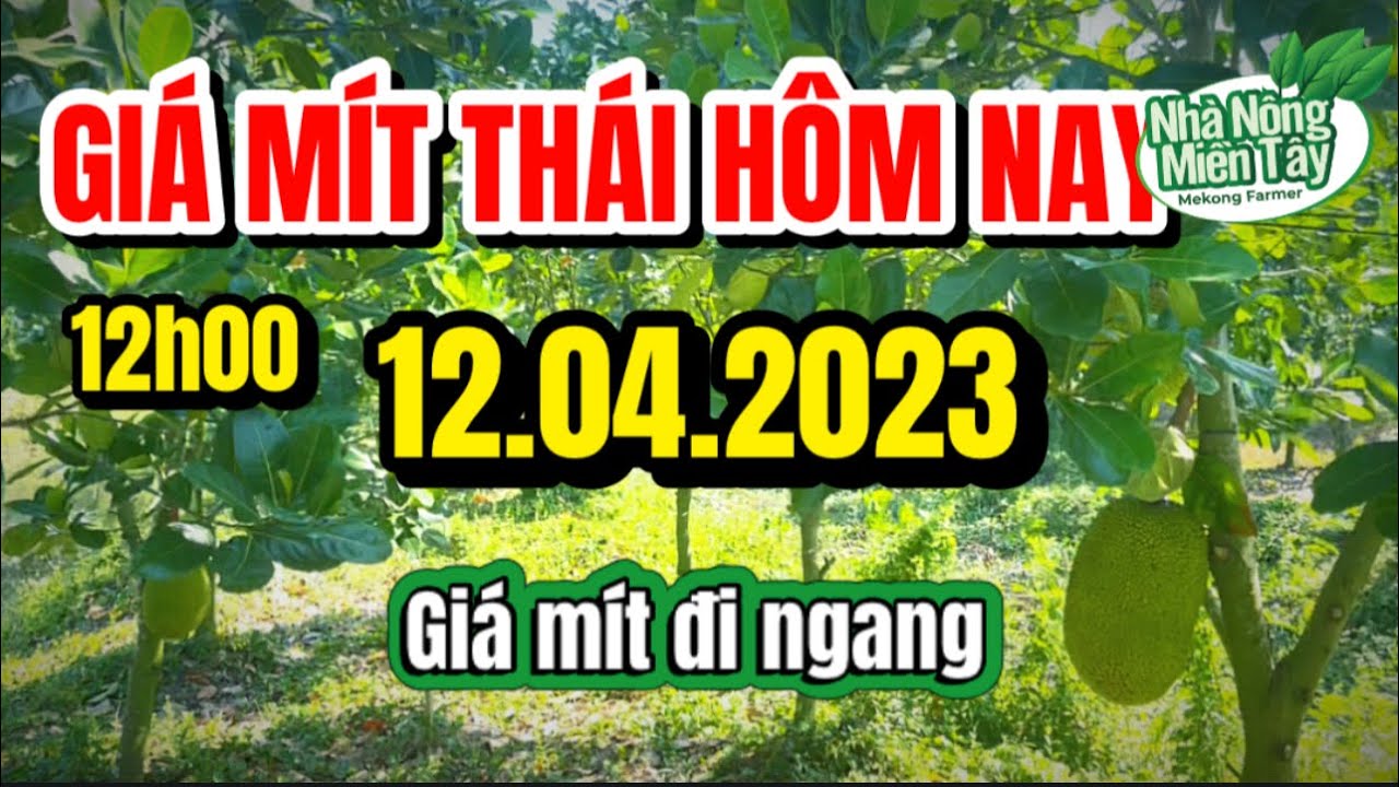 Thai jackfruit prices today