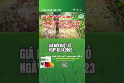 red-fleshed jackfruit prices