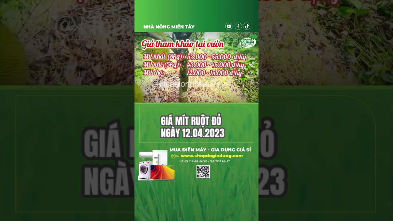 red-fleshed jackfruit prices