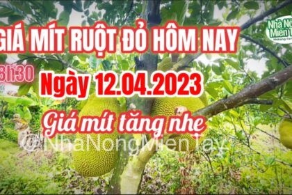 red-fleshed jackfruit prices