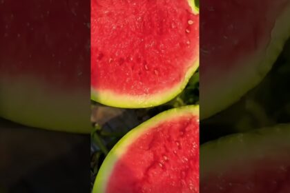 seedless watermelon
