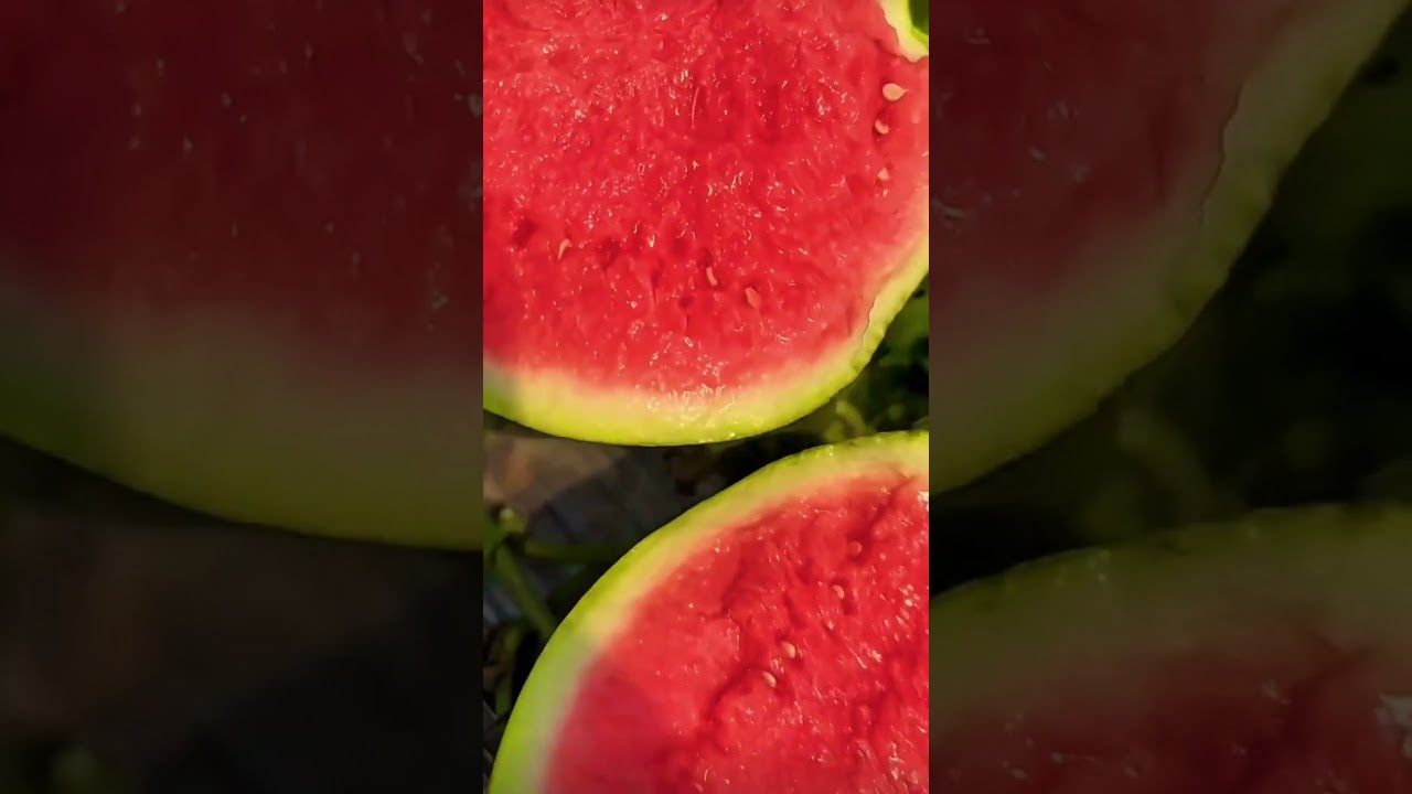 seedless watermelon