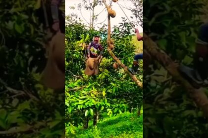 vietnam agriculture