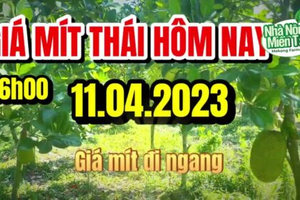 Thai jackfruit prices today