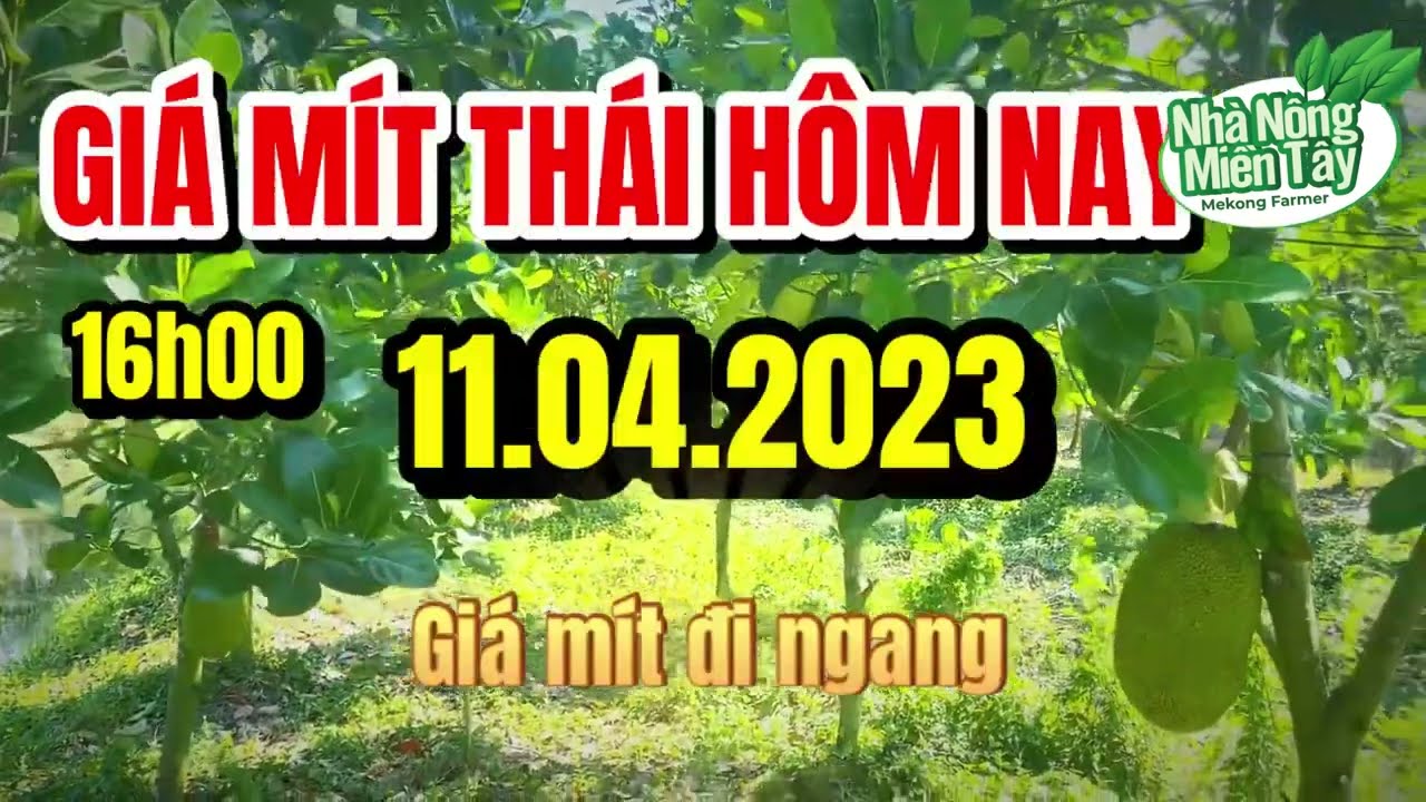 Thai jackfruit prices today