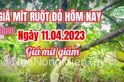 red-fleshed jackfruit prices