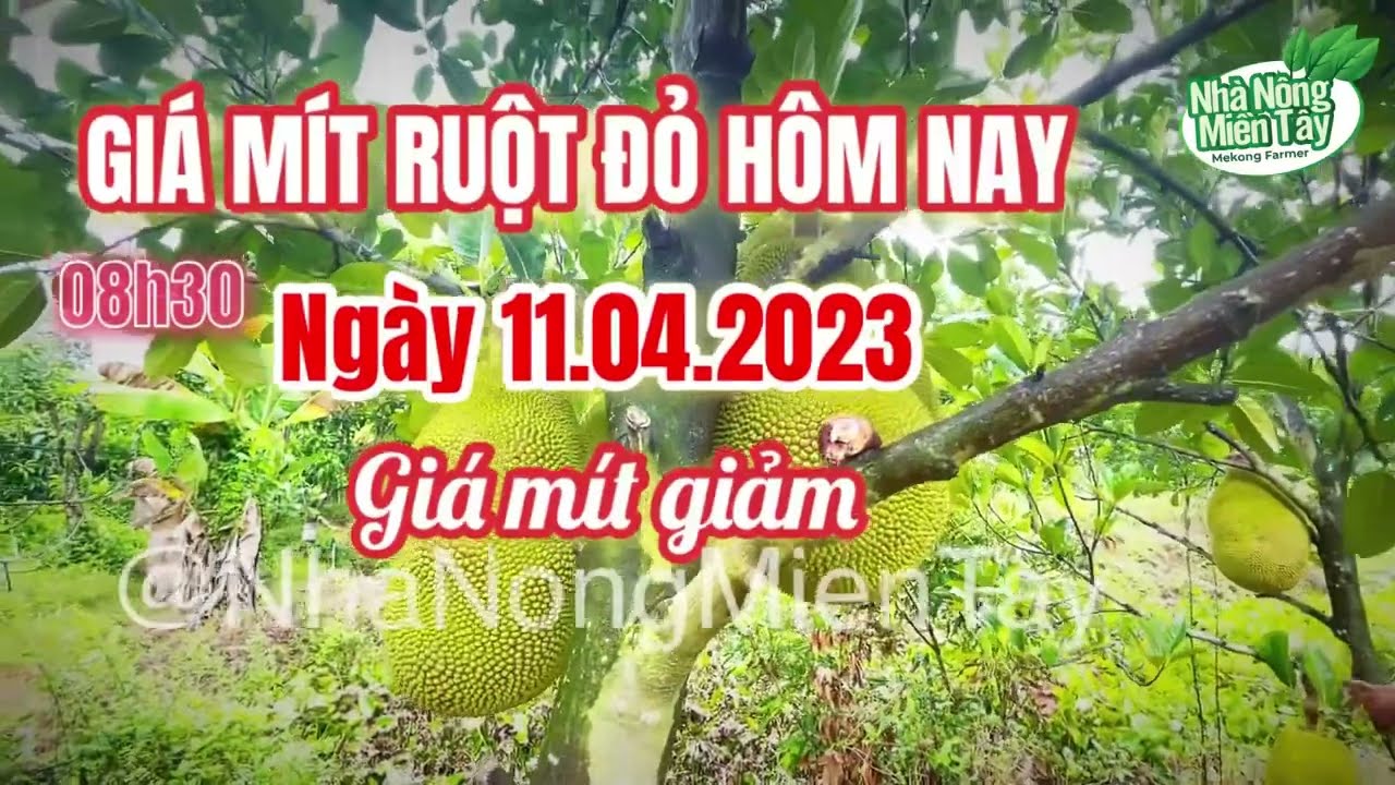 red-fleshed jackfruit prices