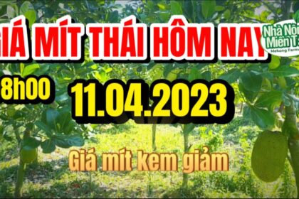 Thai jackfruit prices today