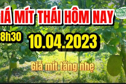 Thai jackfruit prices today
