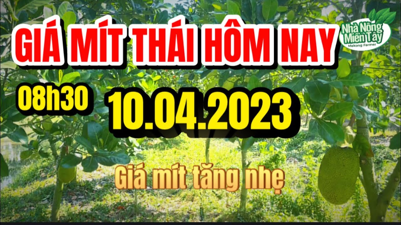 Thai jackfruit prices today