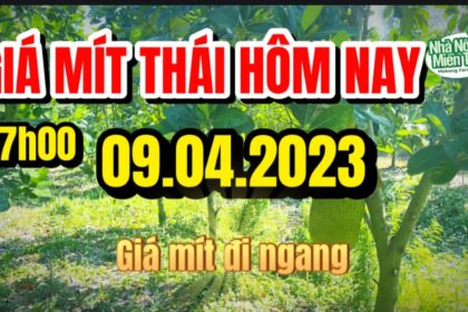 Thai jackfruit prices today