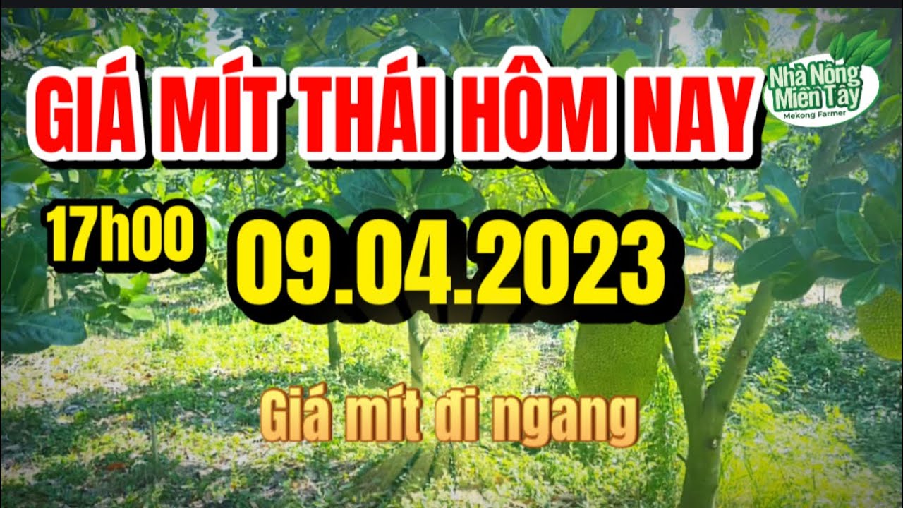 Thai jackfruit prices today