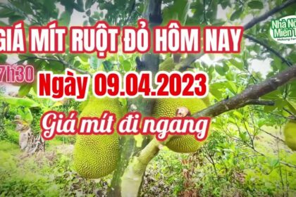 red-fleshed jackfruit prices