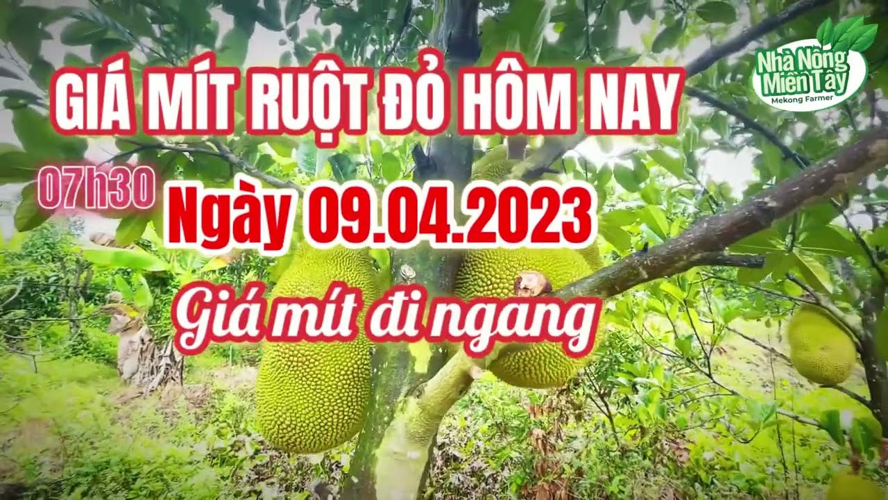 red-fleshed jackfruit prices