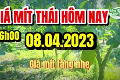 Thai jackfruit prices today
